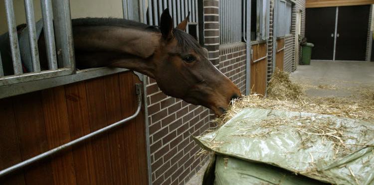 horse feed for senior horses